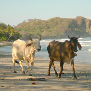 beach cattle