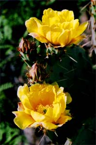 yellowcactusflower.jpg